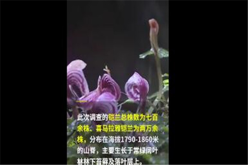 云南腾冲首次发现濒危物种铠兰