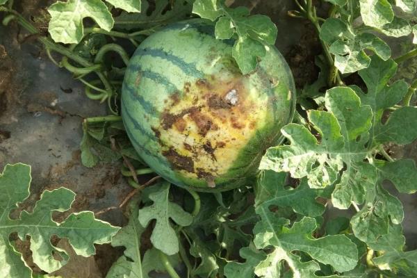 酸腐病,炭疽病,细菌性叶枯病和细菌性果腐病等病害都有可能导致西瓜烂