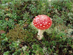 广州急寻剧毒蘑菇遗失物！剧毒蘑菇有哪些？毒蘑菇的分辨法！