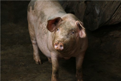 2020年建猪场用审批吗？养猪需要什么手续证件？怎么规定？