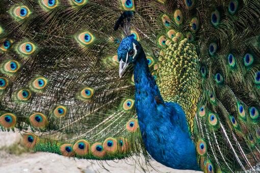 蓝孔雀是几级保护动物-摄图网