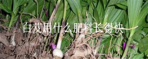 白芨用什么肥料长得快