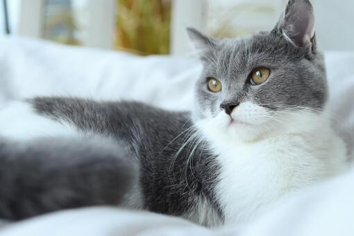 英国一宠物猫新冠病毒检测呈阳性-摄图网