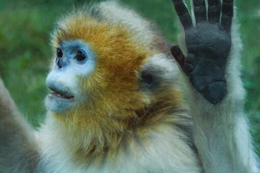 金丝猴是国家保护动物吗-摄图网
