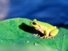 秦岭发现罕见雨蛙！长什么样？雨蛙生活在什么地方？