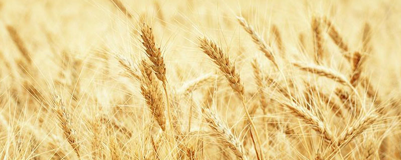 冬小麦经过春化作用后,对日照要求是？关于冬小麦的问题！