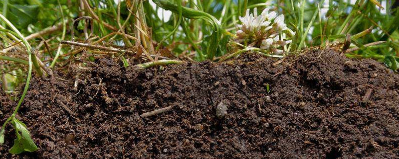 黏质土壤适合种植什么？关于黏质土壤的问题！