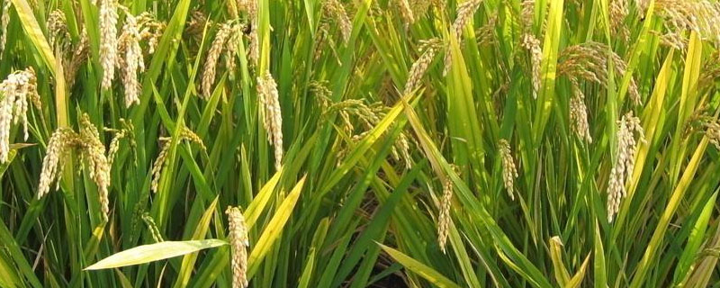 防治水稻稻曲病特效药