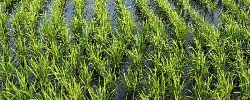 敌稗除草剂对水稻安全吗？关于水稻的问题！