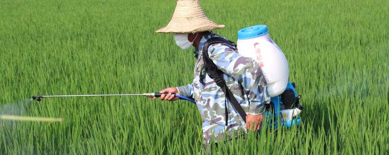 氰氟草酯对水稻安全吗？关于水稻的问题！