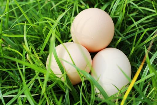 鸡蛋价格一个月为什么飙涨逾六成-摄图网
