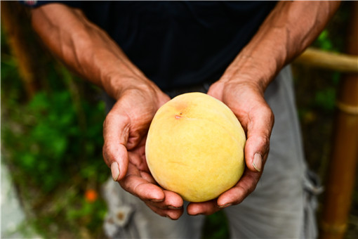 黄桃的种植与管理技术-摄图网