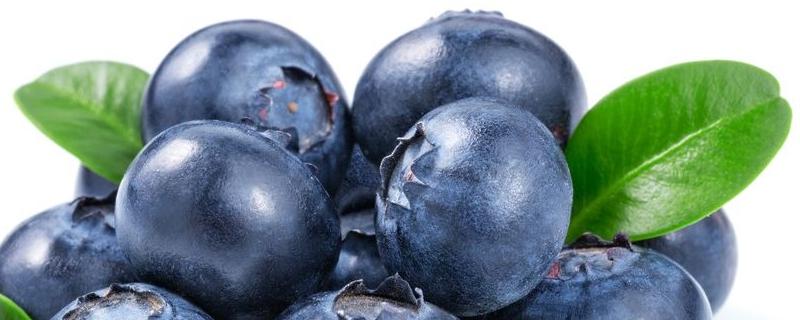 蓝莓为什么不打农药,蓝莓表面的白霜是农药吗？关于蓝莓的问题！