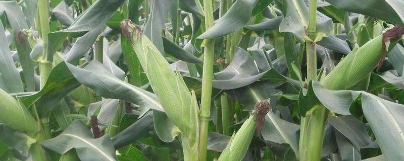 玉米种植时间和方法？关于快菜的问题！