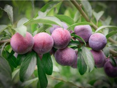 芙蓉李几月成熟?功效与作用是什么?附种植技术介绍!