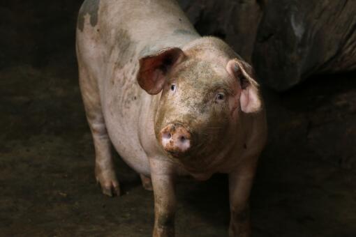 一只成年猪大概多少斤-摄图网
