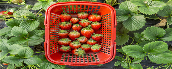 草莓子最简单催芽方法