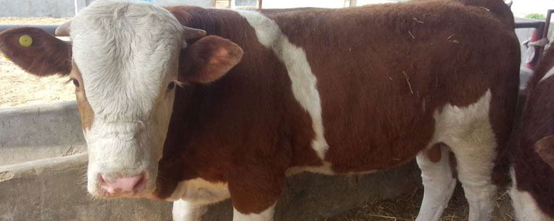 牛误食除草剂怎么解毒,会出现什么症状？关于养牛的问题！