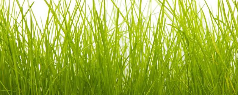 割草时闻到青草气味是什么原因,是怎么来的？关于青草的问题！