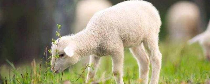 土方羊羔瘫软治疗方法,是什么原因？关于养羊的问题！