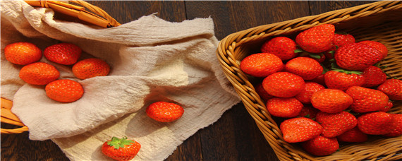 草莓种子催芽方法步骤