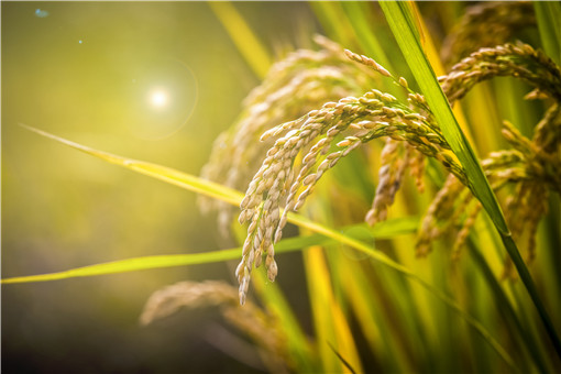 十种水稻常见病虫害以及科学防治方法（水稻防治病虫害的方法有哪些）