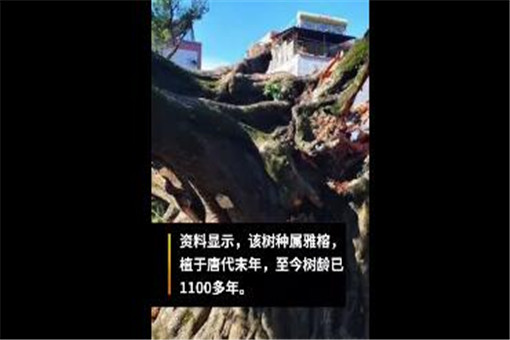 广东1100多岁古榕树倒塌