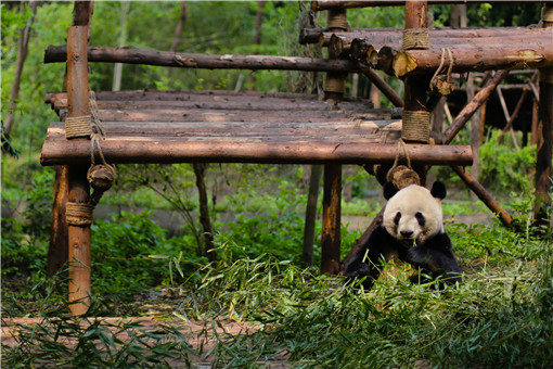 四川土地岭首次拍到野生大熊猫-摄图网