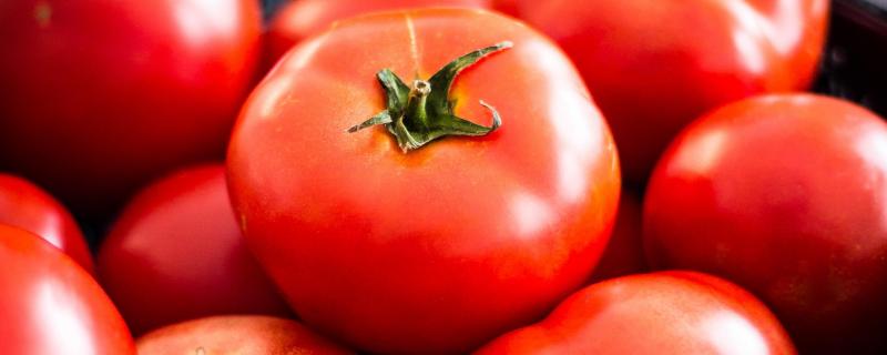 西红柿只长秧不结果怎么办,是什么原因造成的