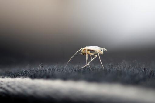 怎么有效驱蚊-摄图网