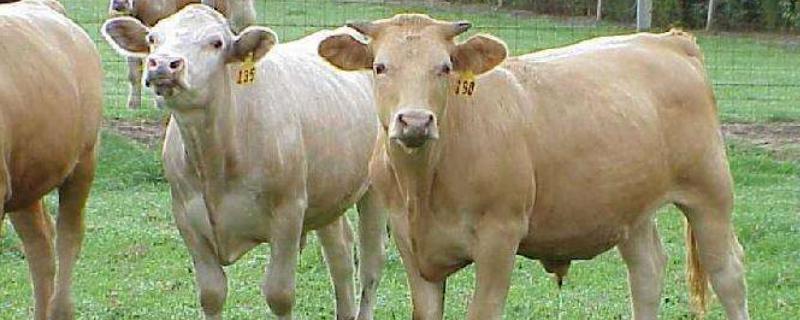 小牛犊胀气怎么快速排气,可以用藿香正气水吗？关于养牛的问题！