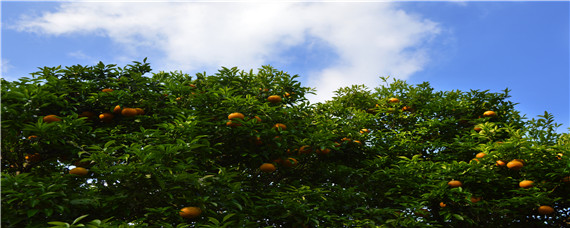 柑橘幼树怎么修剪