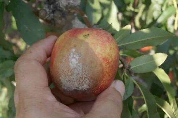苹果树病虫害的图片及防治方法