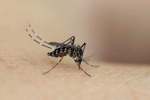 蚊子是怎么产生的-摄图网