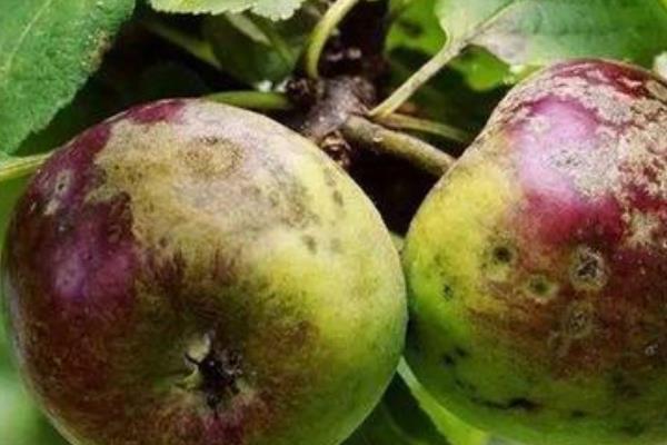 苹果树病虫害的图片及防治方法