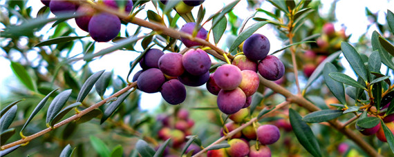 油橄榄种植的气候条件