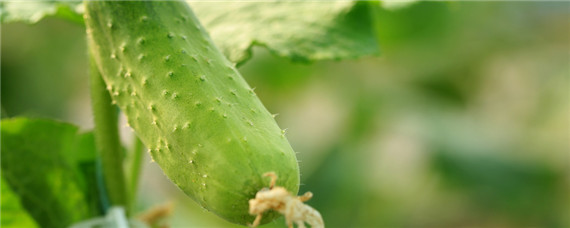 黄瓜种浸泡催芽方法