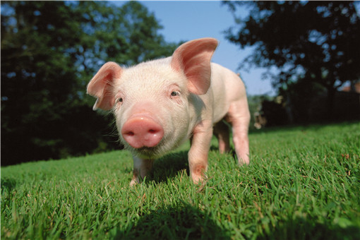 统计局回应猪肉价格上涨85.7%