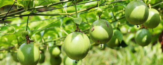 百香果怎么促进花芽分化