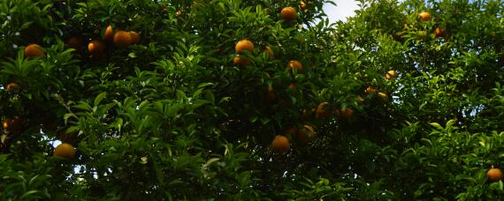 柑橘园杂草如何防控