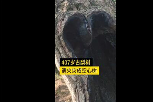 407岁梨树被烧空心仍能结果