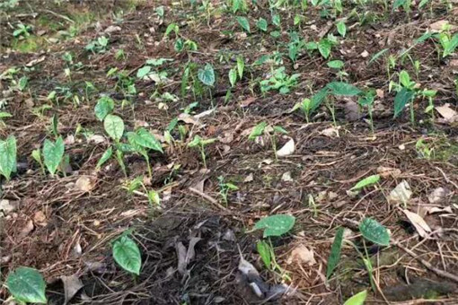 金果榄价格与行情！种植前景和市场现状，种植在什么环境？