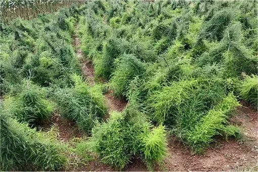 大天冬种植三年亩产多少斤？附种植技术详解！