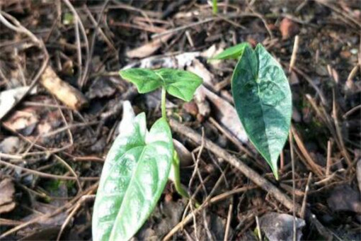 金果榄价格与行情！种植前景和市场现状，种植在什么环境？