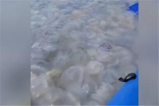 乌克兰巨大水母群覆盖海面