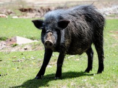 数千头猪听到音乐后回家吃饭！藏香猪是什么猪？怎么养殖？