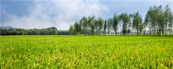 水稻稻纵卷叶螟防治时间