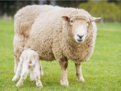 特克塞尔羊品种是怎样的？世界上最贵的羊332万元成交