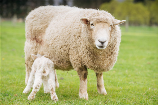 世界上最贵的羊332万元成交-摄图网