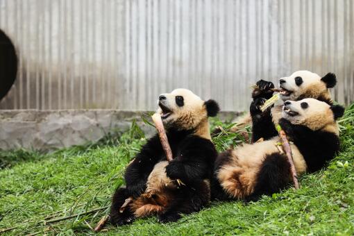 大熊猫为什么是国宝-摄图网